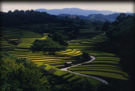 千早赤阪村風景1